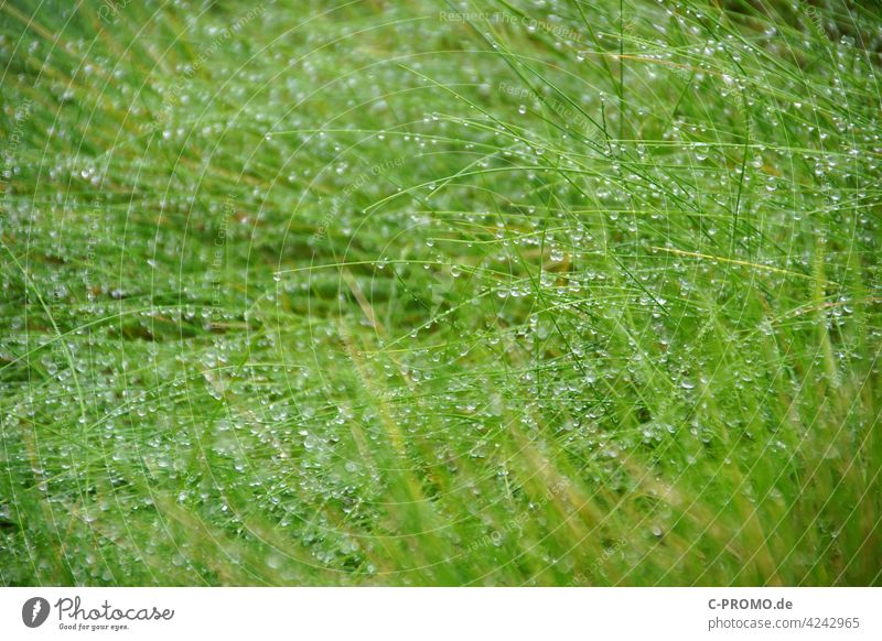 Water drops on grass stalks Drops of water Dew Rain Grass Green blades of grass