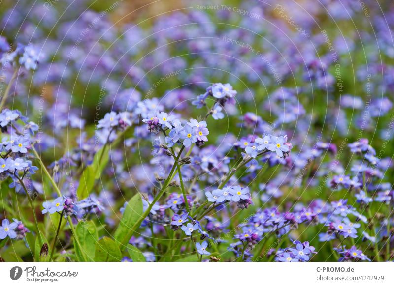sea of blossoms Spring flowers Blossom leave Blue Green plants Garden Bed (Horticulture) Forget-me-not forget-me-not flower Myosotis Foliage Ornamental plant