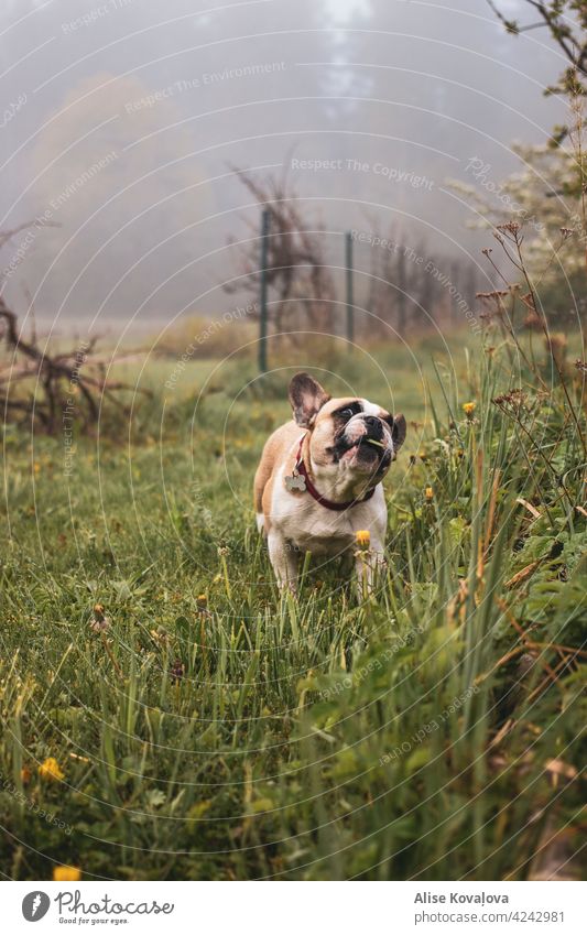 dog eating grass fog meadow french bulldog foggy hungry dog portrait countryside Observe Colour photo Animal Pet Cute Animal portrait Love of animals