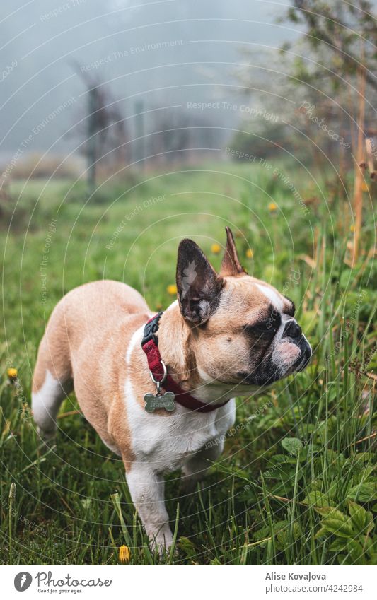 french bulldog on a walk Dog animal pet mammal portrait of a dog dog portrait animal portrait walking staring Observe nature countryside Country life mist foggy