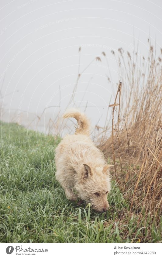 early morning walk in a fog Dog Fog mist Nature riverside countryside Walking walking a dog Mammal Pet Freedom Animal Animal portrait sniffing Movement Meadow