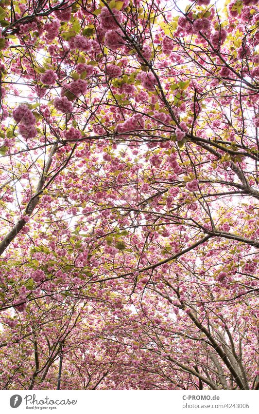Flowering trees Spring Blossom Blossoming pink blossoming Baldachin