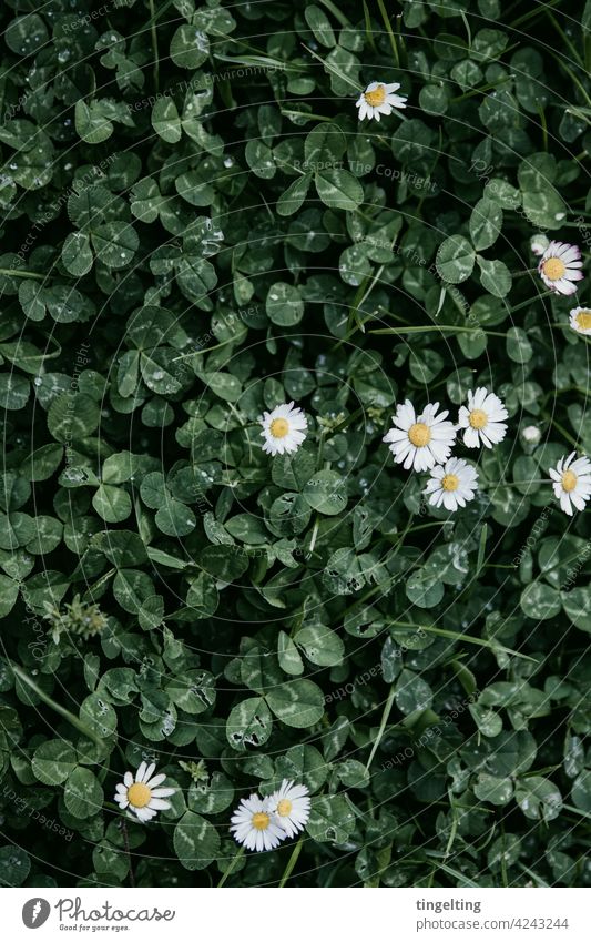 Clover and daisies Daisy White Green Dark raindrops Ground from on high background Nature Meadow Lawn blossom Happy symbol of luck Subdued colour Yellow