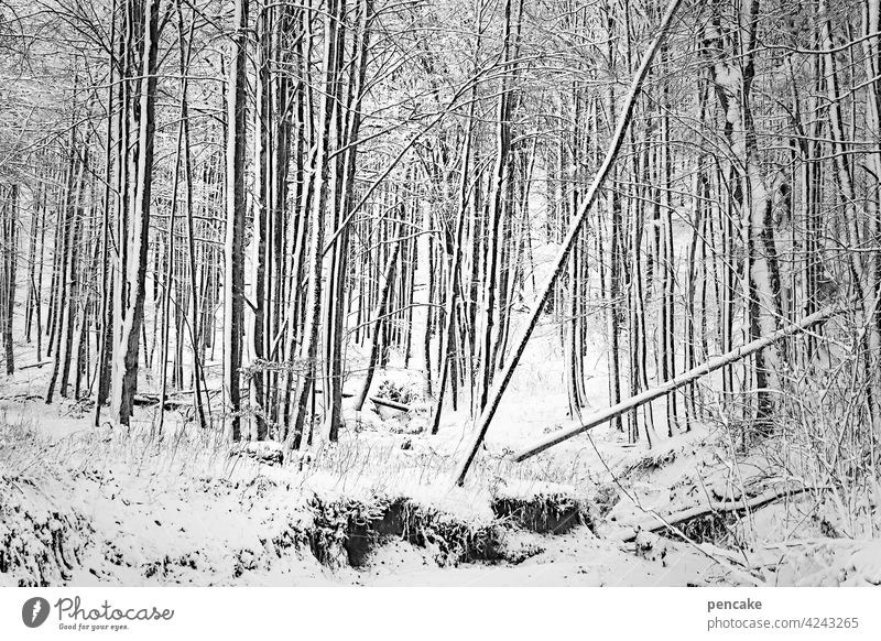 zwischenräume | 1001 Bäume Wald Winter Tobel Schlucht Schnee Zwischenräume filigran Adelegg Allgäu Tal Wildnis viele