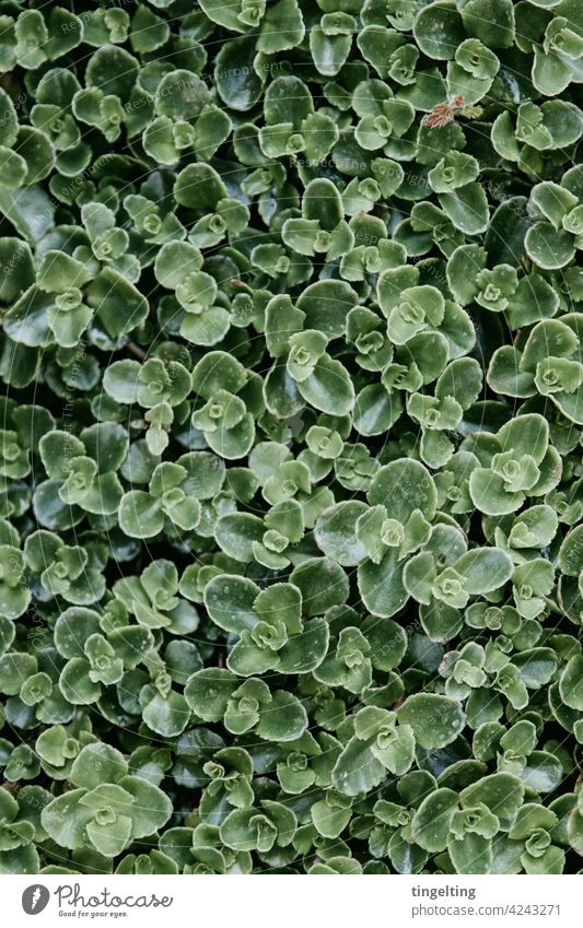stonecrop Sedum Ground cover plant Front garden garden plant Evergreen Green background Copy Space from on high leaves thickleaf plants Pattern natural pattern