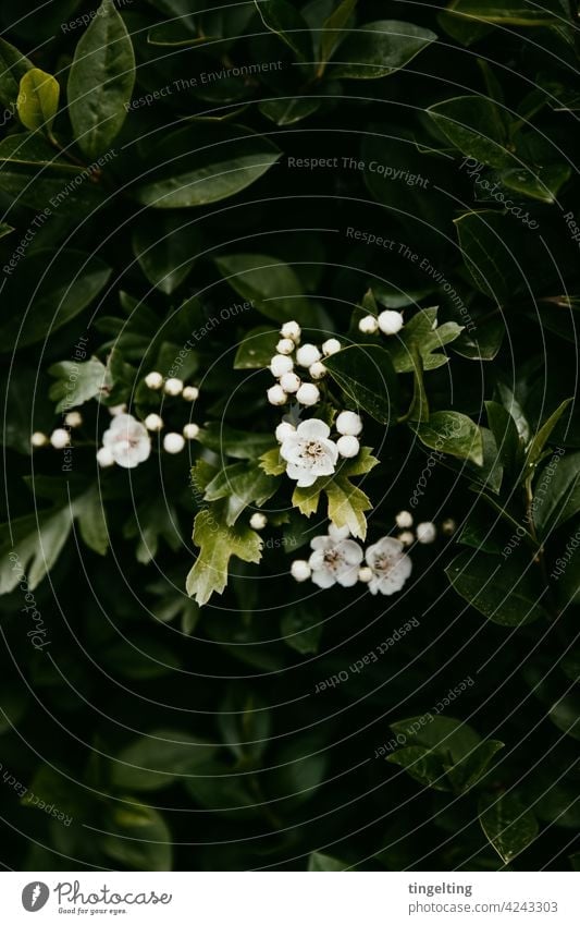 White flowers and buds white flowers blossoms leaves Green Nature Hedge Spring Blossoming wax Copy Space Dark atmospheric Subdued colour Front garden