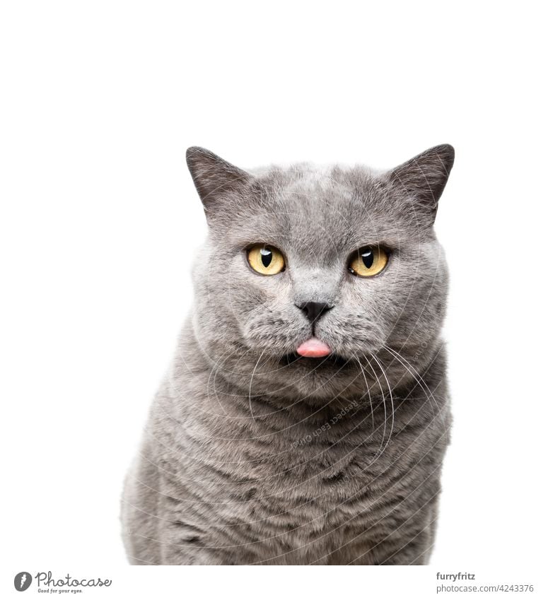 big british shorthair cat naughty sticking out tongue portrait purebred cat pets feline isolated cut out studio shot white background blue gray fluffy fur