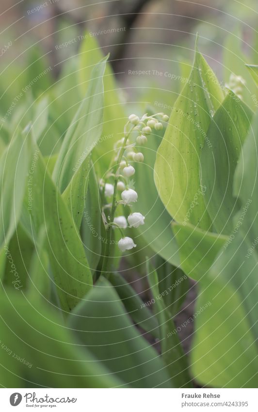 Lily of the valley - ringing between green leaves White Colour photo Nature Spring spring little bell Garden Blossom Blossoming Poisonous Plant snow white