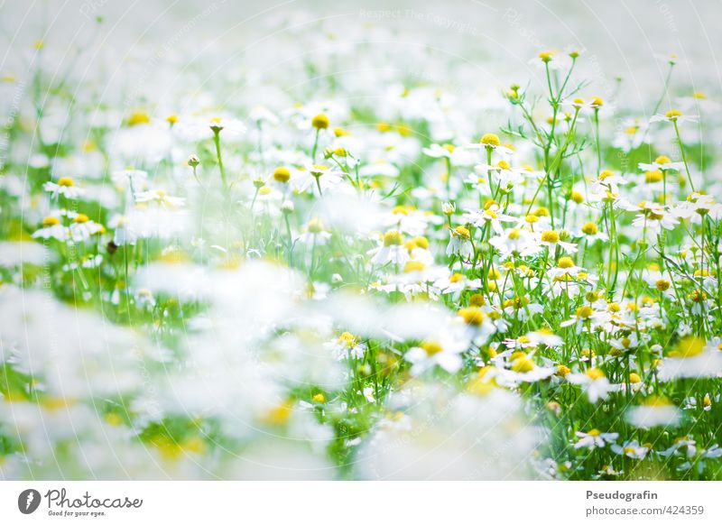 chamomile Harmonious Calm Trip Cycling tour Summer Environment Nature Landscape Plant Beautiful weather Flower Blossom Field Yellow Green White Chamomile