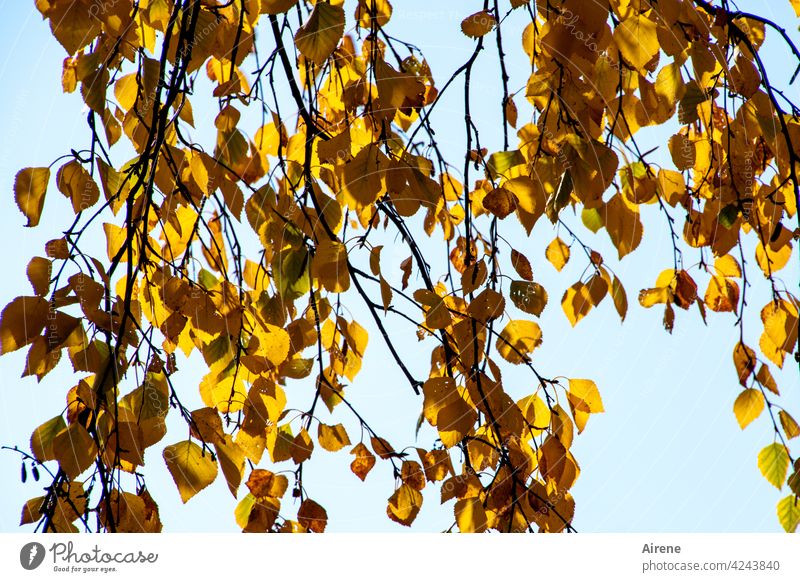 colour changes Autumn leaves Gold Sunlight Autumnal Birch tree twigs Change light blue Sky Illuminating Orange Sky blue Leaf Illuminate Twig Tree sunny