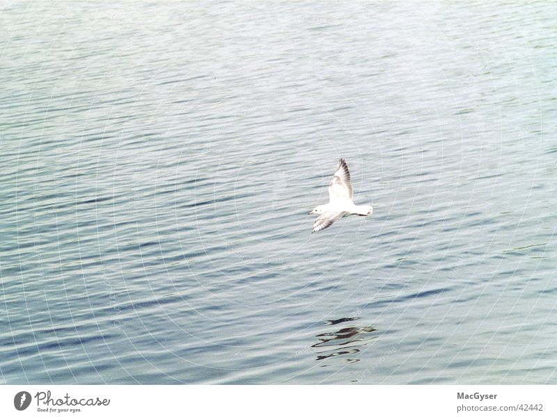 seagull flight Bird Water Seagull Surface of water Flight of the birds Floating Copy Space top Copy Space left Water reflection