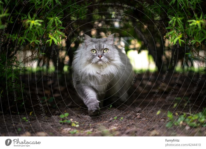 gray silver tabby british longhair cat walking under a bush looking at camera curiously outdoors in nature silver colored fluffy feline fur green