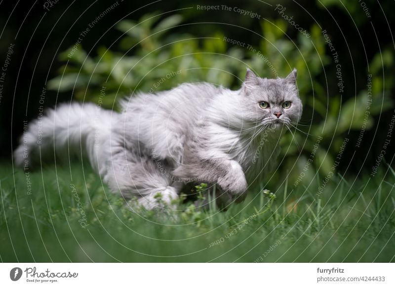 playful gray silver tabby british longhair cat running fast on green meadow outdoors in nature hunting silver colored fluffy feline fur front or backyard garden