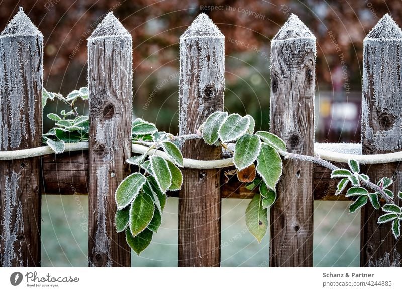 Garden fence with green leaves in frost Tendril Winter Frost icehall frogs Cold chill Ice lattice fence Wooden fence winter Crystal Frozen Freeze Ice crystal
