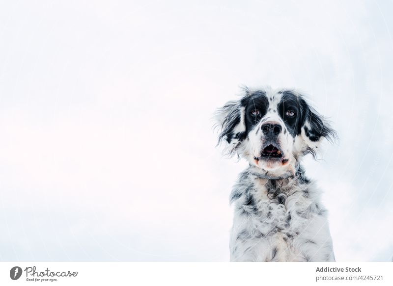 Cute spotted dog on snowy meadow in amazing mountain ridge nature animal hill sky spain picos de europa peaks of europe range highland english setter purebred