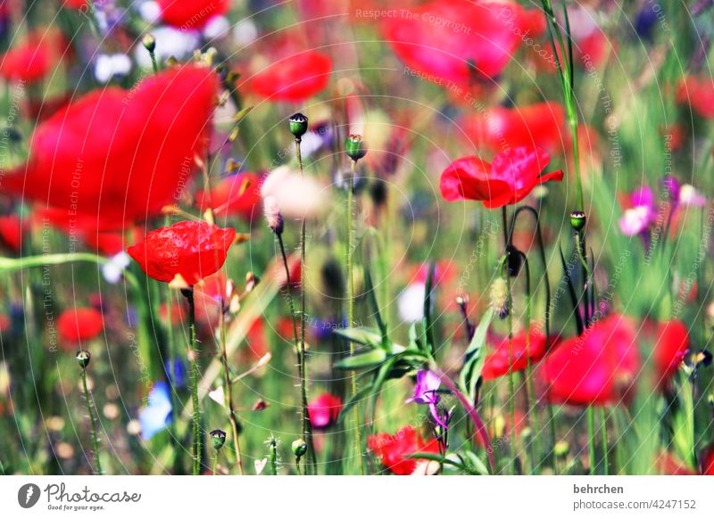 on m(h)nday i see red poppy flower blurriness Leaf Grass Blossoming Beautiful weather Summery Landscape Light Agricultural crop pretty Meadow Wild plant