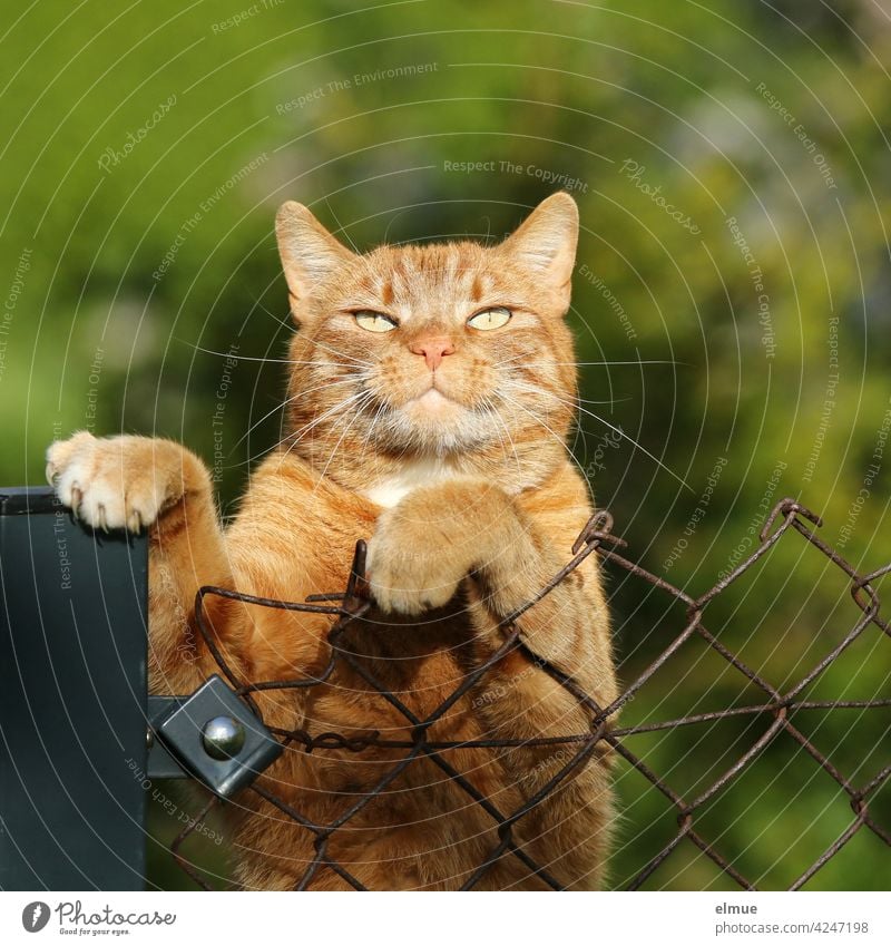 A red tomcat has put his front paws over the wire mesh fence and is blinking into the sun / whiskers / claws / cat hair allergy hangover Cat squeeze Pet