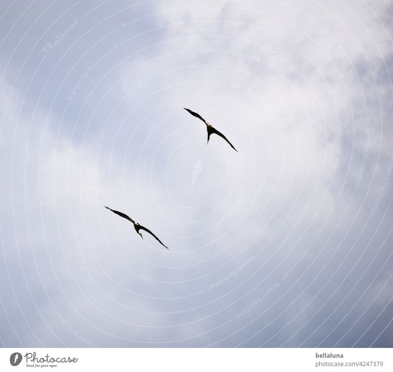 Come on, white stork buddy. We're going in circles. Stork White Stork White Storks Bird Animal Exterior shot Colour photo Wild animal Deserted Day Nature