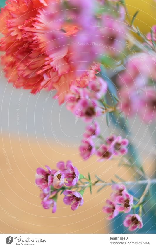 Carnations behind blur small flowers cloves Pink Flower Blossom pretty blurriness in the foreground Blossoming Colour photo Close-up Spring Interior shot Nature
