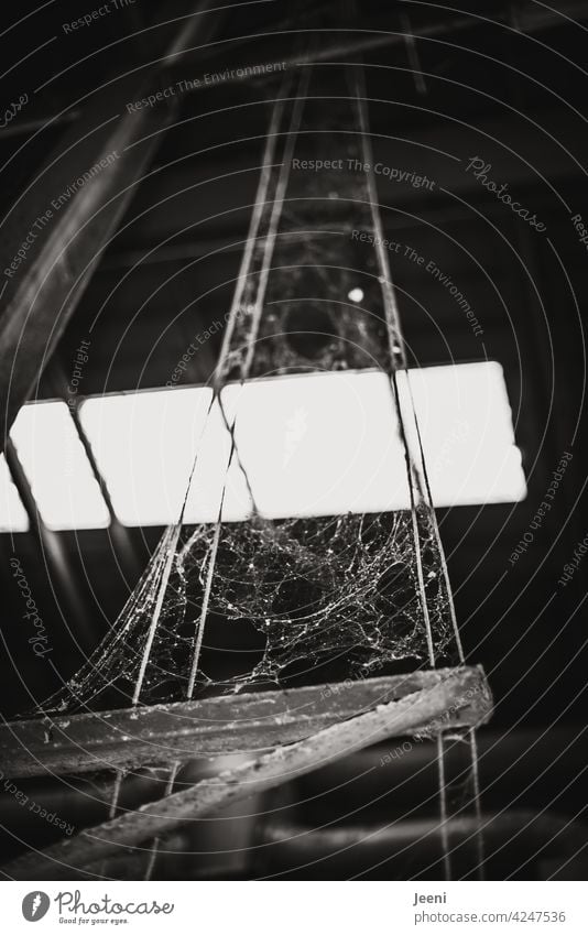 Interwoven work of art Net Spider's web Cobwebby cobweb Captured Large interwoven Work of art Spin Dark lost places Industry forsake sb./sth. Warehouse Factory