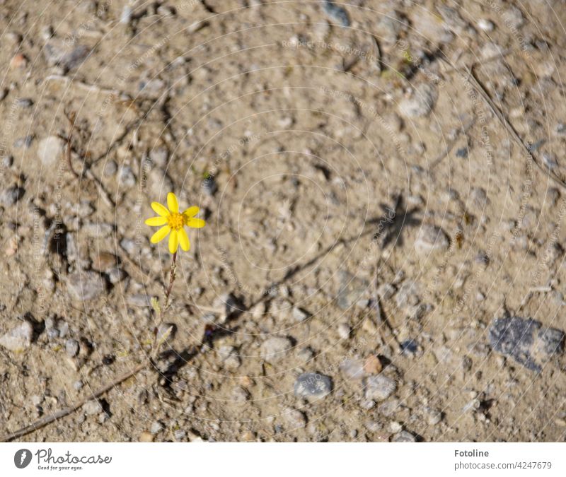 A small yellow flower casts a long shadow on dry ground. Flower Yellow wild flower Wild wax Blossom Blossom leave petals Blossoming Stony stones Sand Ground