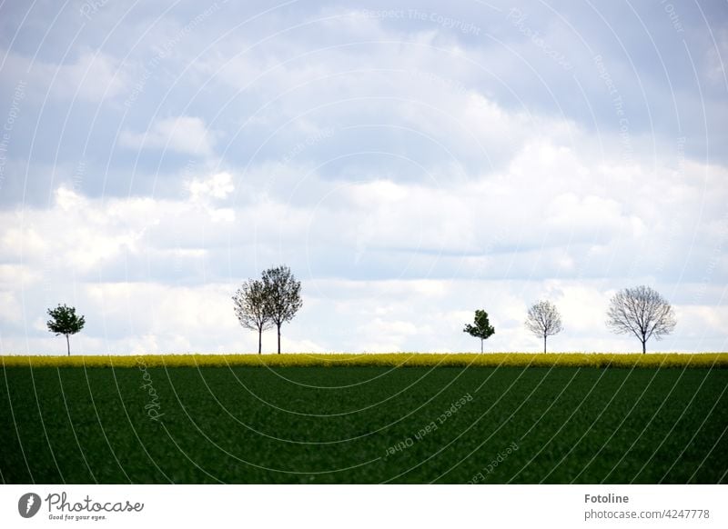 Trees line a roadside and withstand wind and weather. trees Nature Landscape Environment Exterior shot Deserted Colour photo Day Plant Green Sky naturally Grass