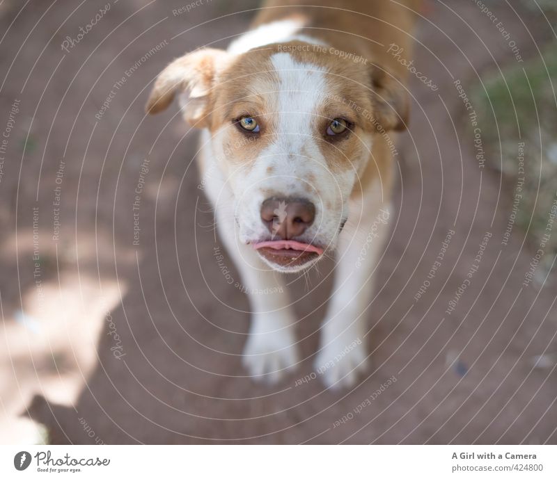 strays Animal Pet Dog 1 Looking Muzzle Tongue Loyalty Friendliness Affectionate Prowl Subdued colour Exterior shot Close-up Deserted Copy Space left