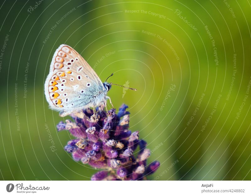 Bluebottle on lavender blue Butterfly Lavender Blossom Summer