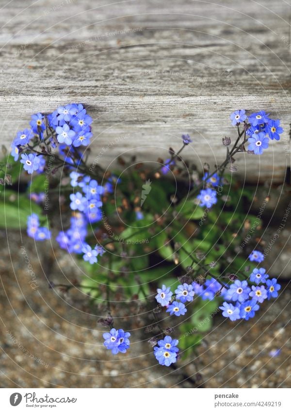 blauer montag violett Blume Blüte Vergißmeinnicht Pflanze Holz Stein Erinnerung blühen wachsen Nahaufnahme