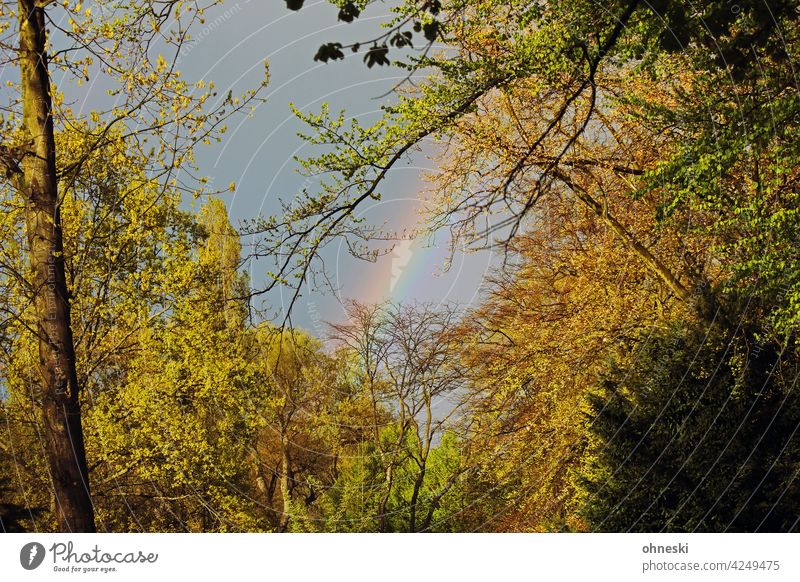 Rainbow between trees in autumn Autumn Autumnal Exterior shot Autumnal colours Nature Leaf branches Twigs and branches Change Transience Hope