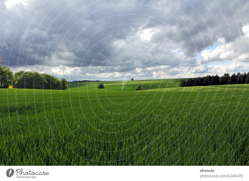 Cornfields and cloudy sky Landscape Agriculture Field Sky Exterior shot Clouds Environment Green Grain field Agricultural crop wide Ecological