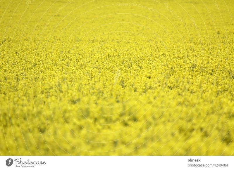 rapsfeld Canola Canola field Yellow Blossoming Summer Agriculture Environment Field Life Agricultural crop Growth Oilseed rape flower