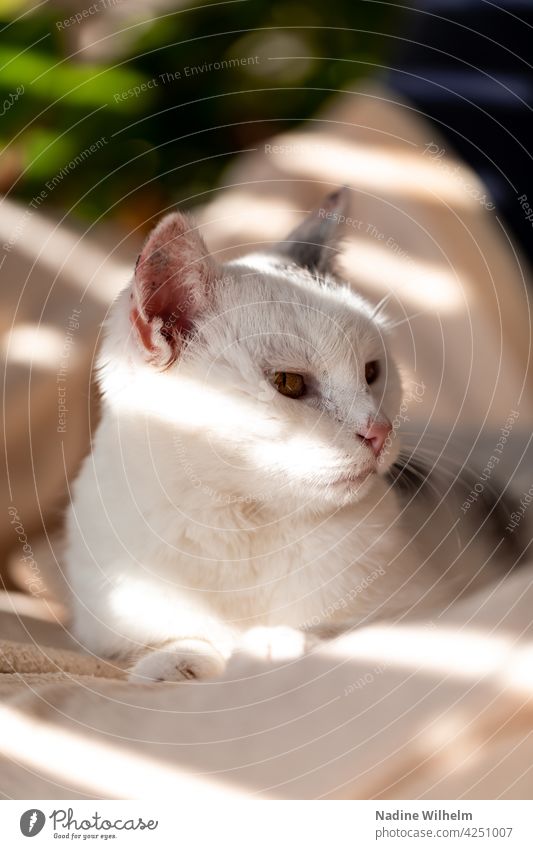 Minnie the cat Cat Pelt feline Fluffy pets pretty Cute Enchanting White Gray Light Visual spectacle Interior shot warm Sunlight