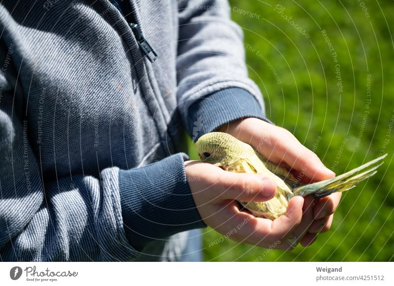 Budgie in hand of a child Child Boy (child) Bird Pet Budgerigar Responsibility Spring Education Hand rearing Feeding