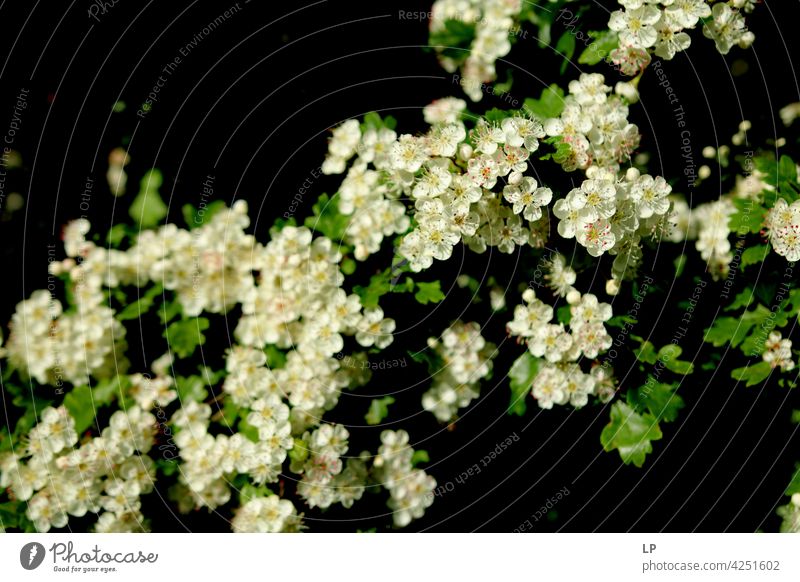 spring white flowers in full bloom Field Feminine Warmth Firm Hope Freedom Contrast Low-key Mysterious Dream Emotions calmness tranquil Calm Senses Contentment