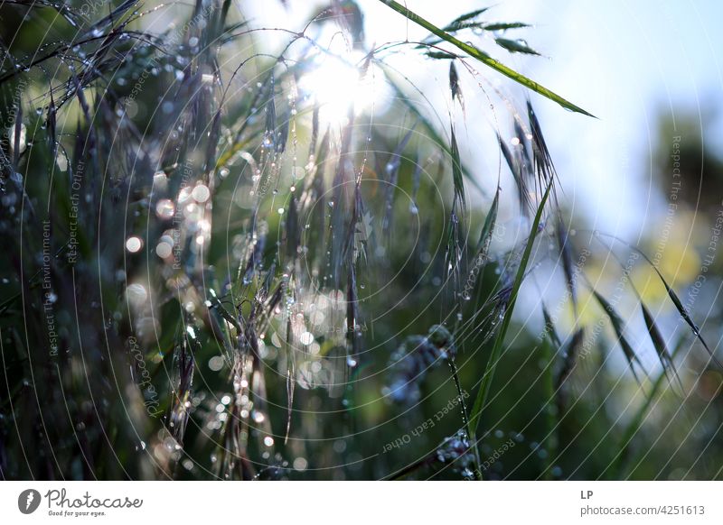 light through wet plants with morning dew Blur Sunset Sunrise Sunbeam Light (Natural Phenomenon) Reflection Contrast Morning Structures and shapes Abstract