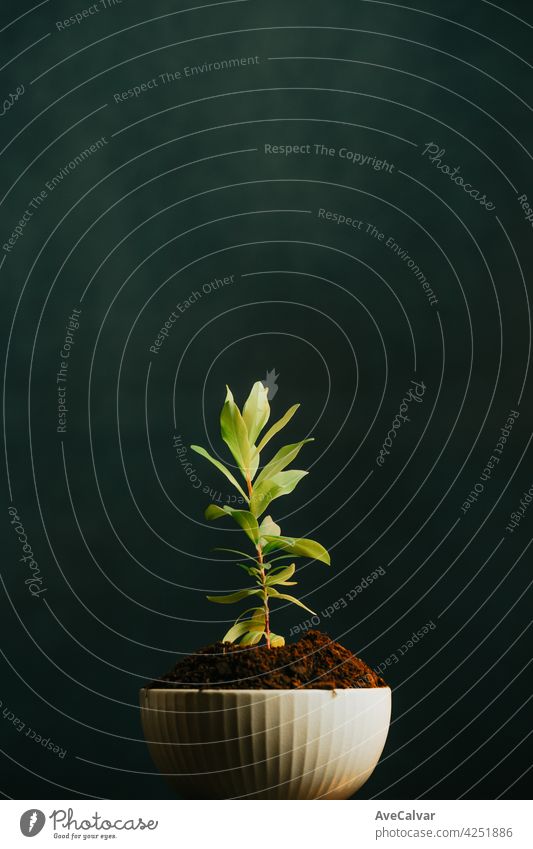 Close up of a growing plant in a put with a dark background and copy space, studio shot peace biology cleaning climate change close up creativity development