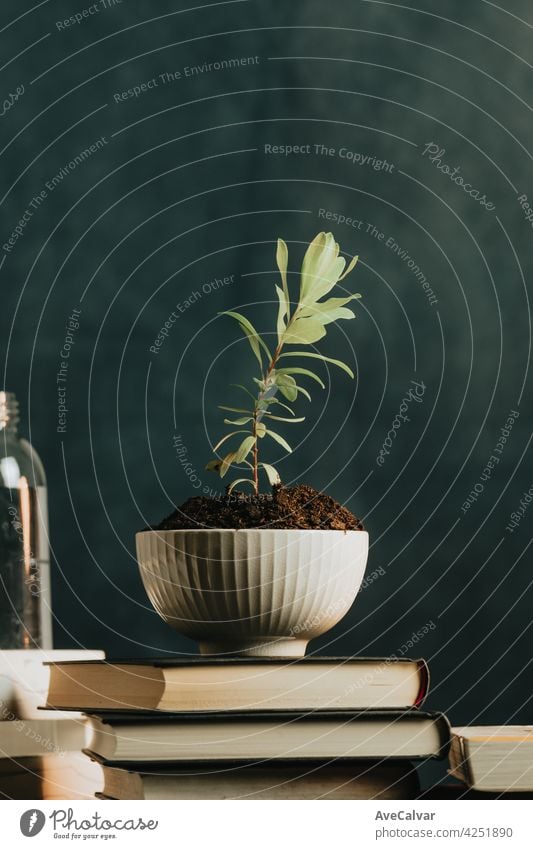 A minimalist shot of a plant growing in a pot with water and books surrounding, concept relax with copy space peace biology cleaning climate change close up