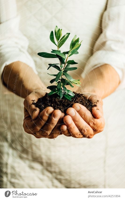 A woman in white holding a growing plant in her hands, peace and personal growing concepts, copy space biology cleaning climate change close up creativity