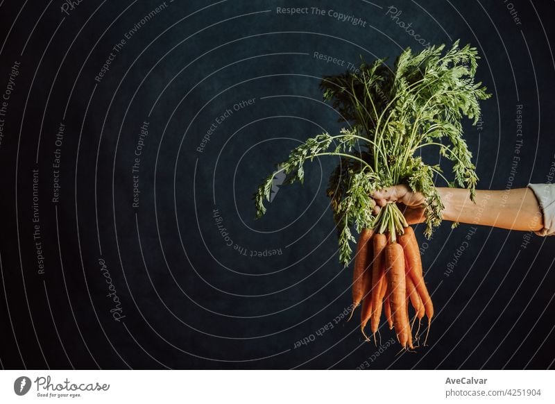 Old hand grabbing a bunch of carrots over a dark background with copy space peace biology cleaning climate change close up creativity development dna earth