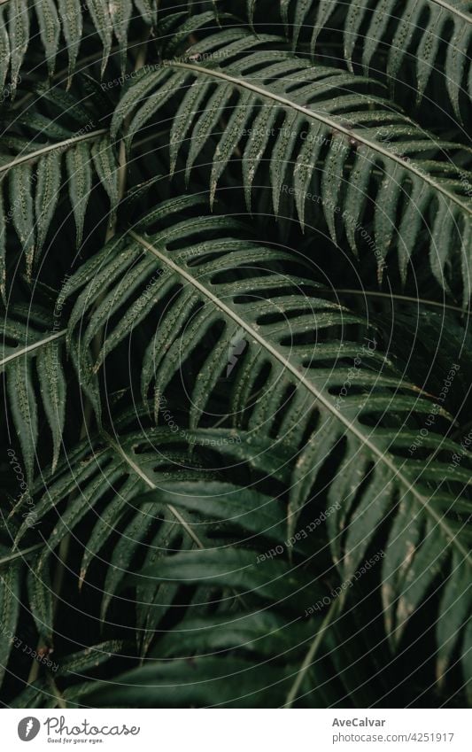 Super moody background of some green leaves with dark tones and hard shadows with copy space biology growth harmony purity botanical ecology exotic foliage lush