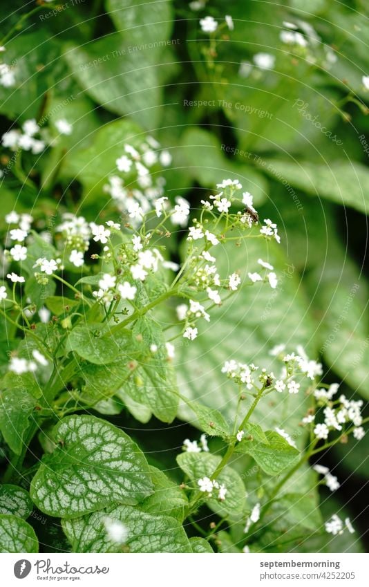 delicate white flowers with white-green grained leaves Colours green and white Leaves with white grain Deserted a lot of blurriness Nature out natural light