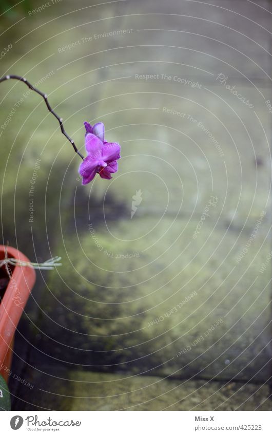 purple Garden Plant Flower Blossom Blossoming Fragrance Faded Growth Moody Loneliness Droop Orchid Stalk Flowerpot Colour photo Interior shot Close-up Deserted