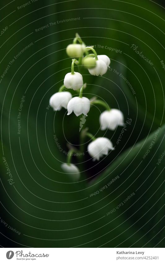 lily of the valley Lily of the valley Spring leaves Green Foliage plant Forest venomously poisonous plant White Bud Low-key Woodground Flower Lily plants