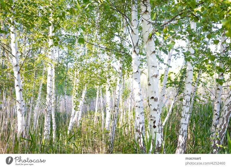 Birches by the lake trees deciduous trees Deciduous tree Lake Body of water birches Birch wood Clump of trees Nature Landscape Green grasses Idyll Summer Spring