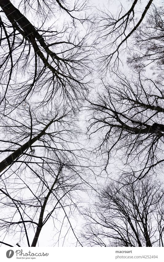 canopy Sky trees Horizon Treetops Tree tops Bleak Winter Autumn Season Black Silhouette sad Gloomy Cold Blue