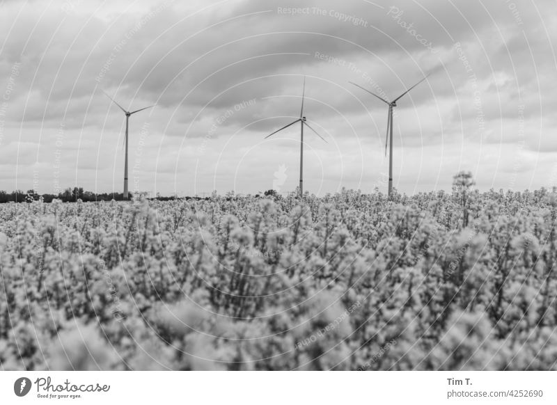 Three wind turbines in the foreground a rape field in black white Uckermark Brandenburg wind power Nature Canola Canola field Landscape Field Agriculture