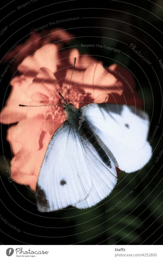Small cabbage white butterfly in light and shade Butterfly small cabbage white butterfly Whiting butterflies white wings butterfly wings Grand piano Romance
