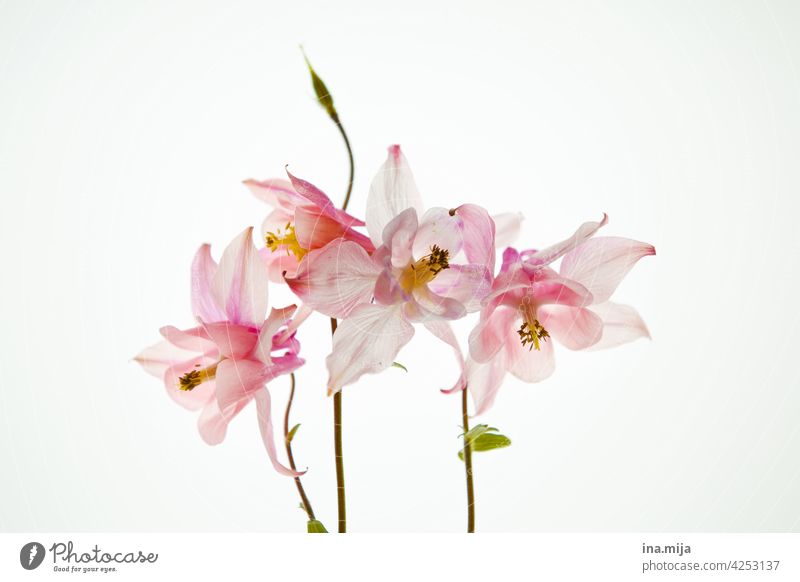 spring flower fragrances Simple flora and fauna pretty Wellness simplicity floral dream minimalism Minimalistic Colour Dreamily Elegant blooming spring flowers