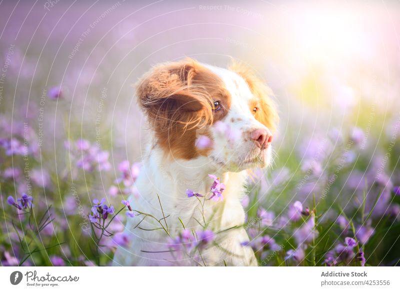 Adorable Epagneul Breton dog sitting in blooming meadow animal brittany spaniel pet creature lawn specie flower canine purebred nature mammal grass domestic